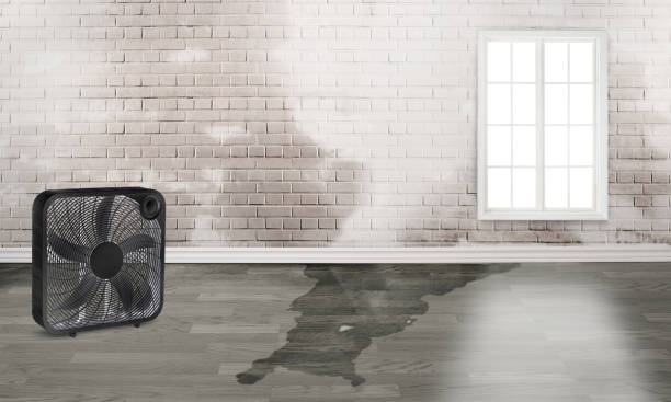 Best Mold removal after water damage  in Murray, KY